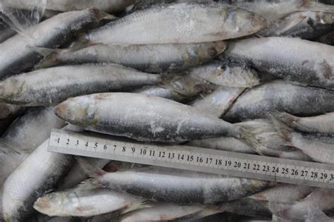 sardine fishing|Frozen Sardines Bait for Your Successful Fishing Catch.